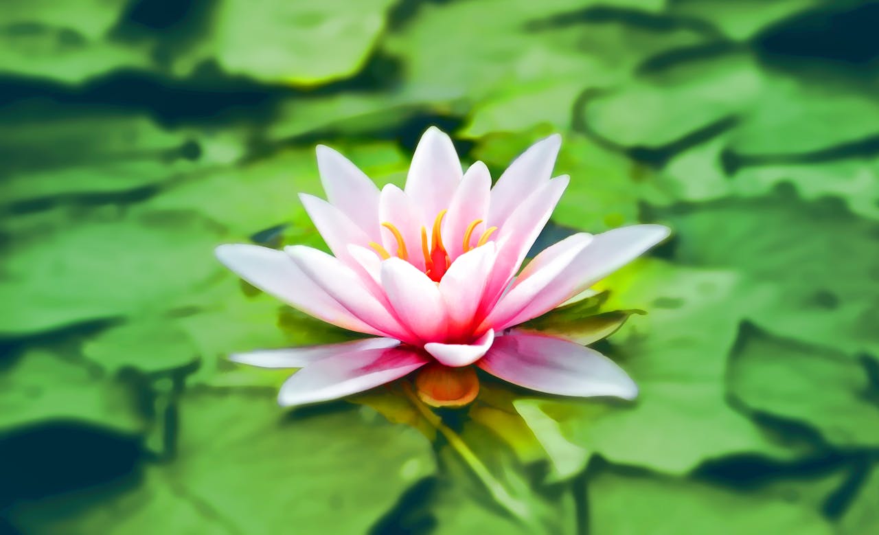 Vibrant pink water lily blooming gracefully on a lush green pond.